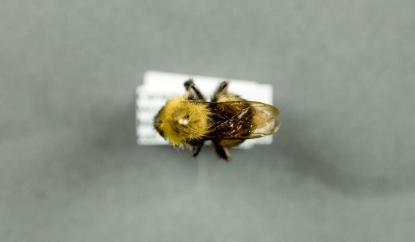 Photo of a preserved specimen of Confusing Bumble Bee (Bombus perplexus), back view.