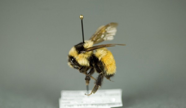 Photo of a preserved specimen of Tri-coloured Bumble Bee (Bombus ternarius), side view.