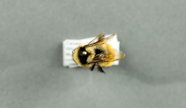 Photo of a preserved specimen of Tri-coloured Bumble Bee (Bombus ternarius), back view.