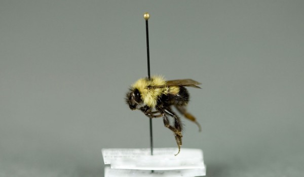 Photo of a preserved specimen of Wandering Bumblebee (Bombus vagans), side view.