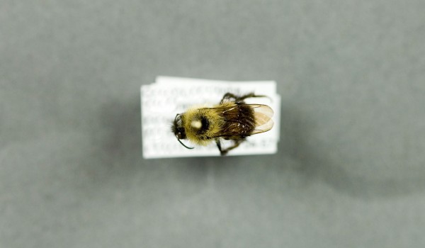 Photo of a preserved specimen of Wandering Bumblebee (Bombus vagans), back view.