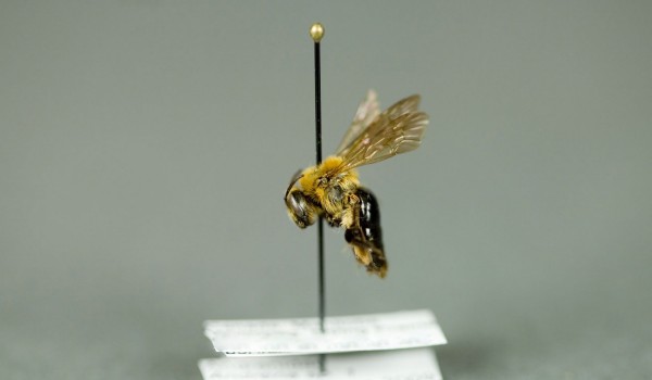 Photo of a preserved specimen of Andrena, side view.