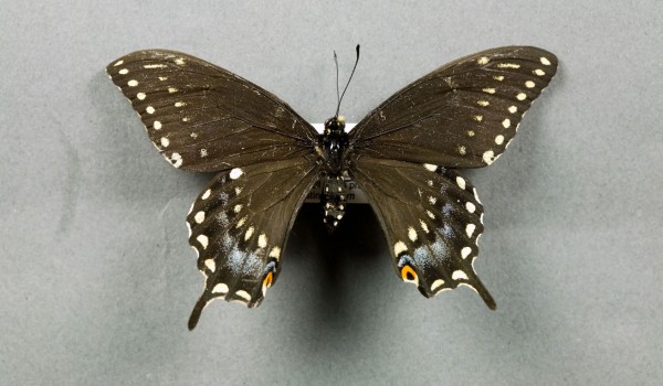 Photo of a preserved specimen of Black Swallowtail butterfly (Papilio polyxenes), back view.