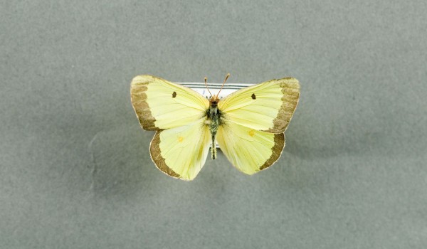 Photo of a preserved specimen of a Pink-edged Sulphur butterfly (Colias interior), back view.
