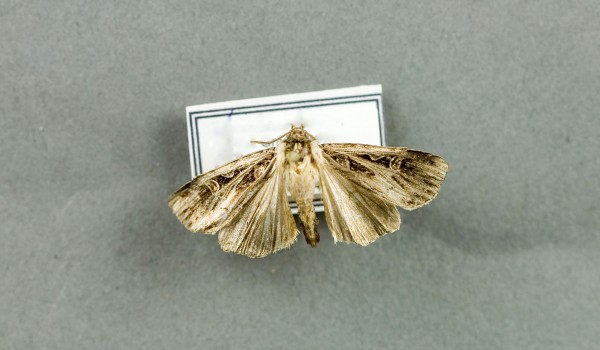Photo of a preserved specimen of Euxoa divergens, back view.