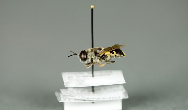 Photo of a preserved specimen of Odontomyia pubescens, side view.
