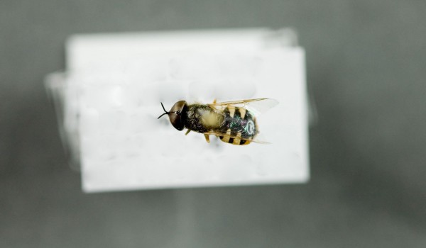 Photo of a preserved specimen of Odontomyia pubescens, back view.