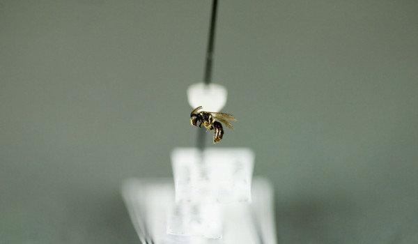 Photo of a preserved specimen of Hylaeus, side view.