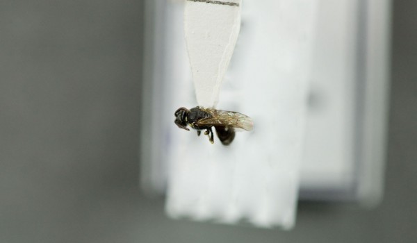 Photo of a preserved specimen of Hylaeus, back view.