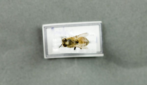 Photo of a preserved specimen of Honeybee (Apis mellifera), back view.