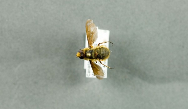 Photo of a preserved specimen of Poecilanthrax tegminipennis, back view.