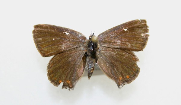 Photograph of a preserved specimen of Coral Hairstreak butterfly (Satyrium titus), back view.
