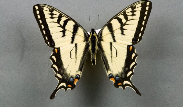 Photo of a preserved specimen of Tiger Swallowtail butterfly (Papilio glaucus canadensis) dorsal view, TMM 6740.