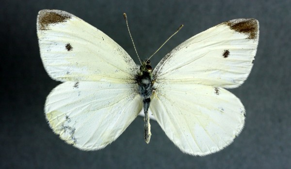 Photo of a preserved specimen of a Small Cabbage White butterfly (Pieris rapae), back view.