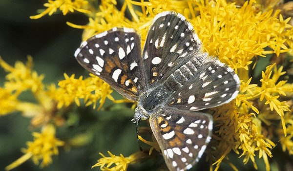Photo of a Mormon Metalmark butterfly on an aster flower head.