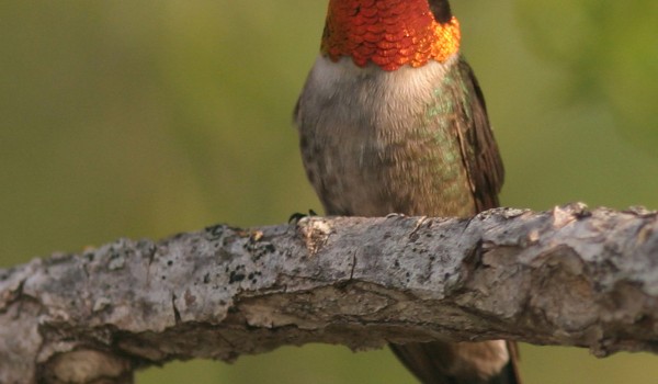 Photo of a mature male Ruby-throated Hummingbird (front view).