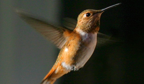 Photo of a mature male Rufous Hummingbird (front and side view). 