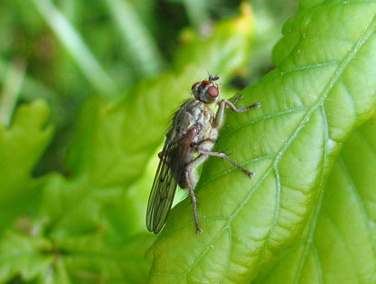 Scathophagid Flies - Prairie Pollination