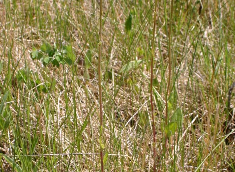 Photo of a Prairie Groundsel plant.