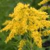 Photo of a Canada Goldenrod plant.