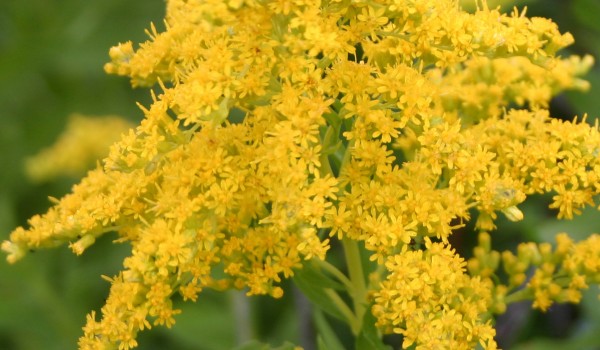 Photo of a Canada Goldenrod plant.