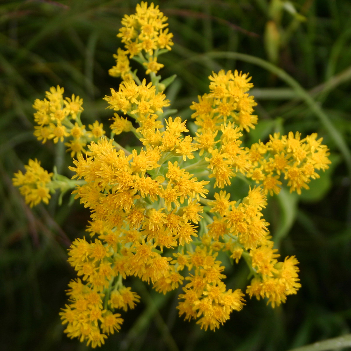 Rigid Goldenrod - Prairie Pollination