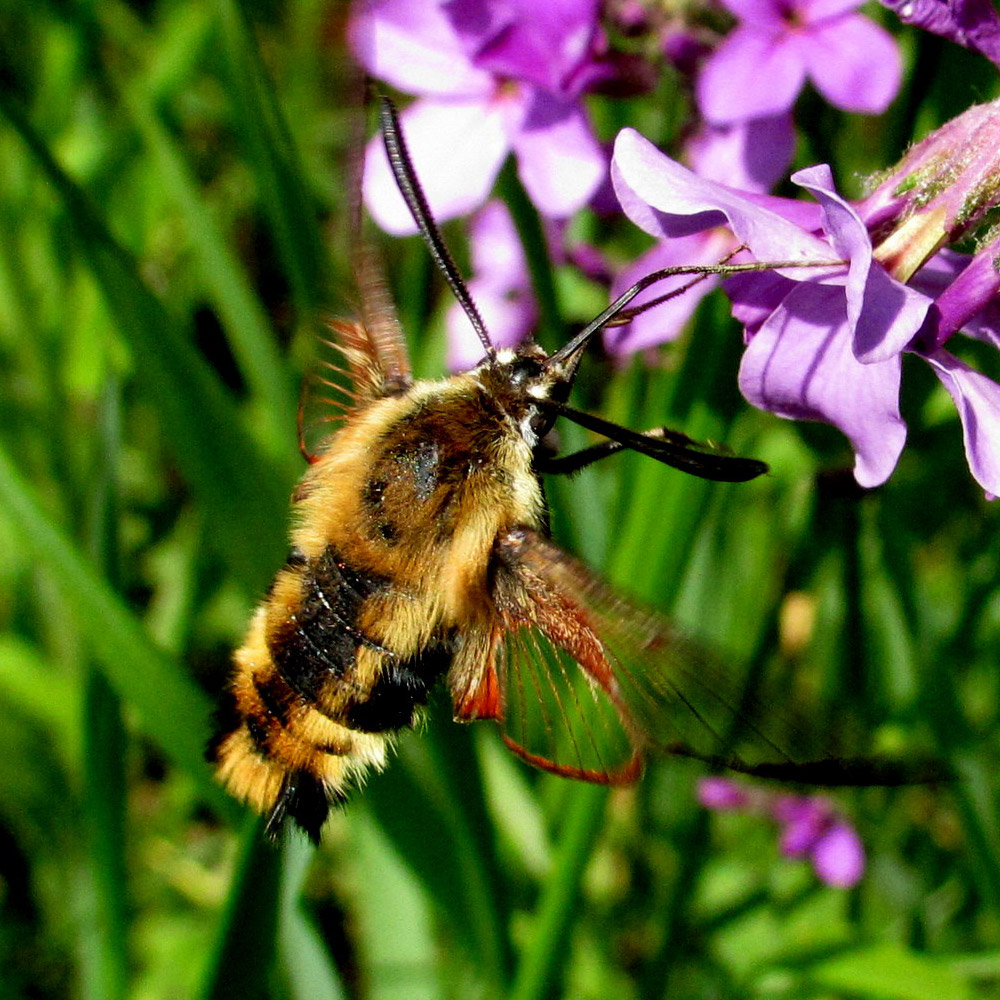 Hawk Moth: Mysterious Pollinator of the Night