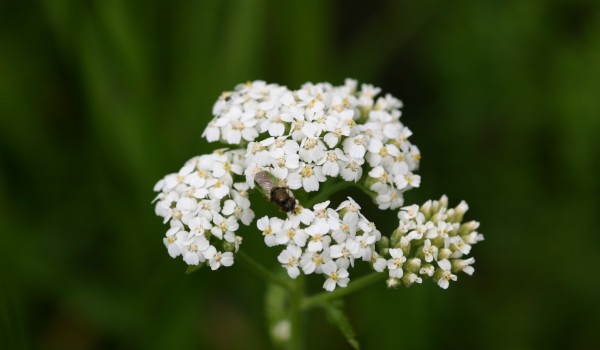 Photo of a soldier fly on a Common Yarrow flower head.