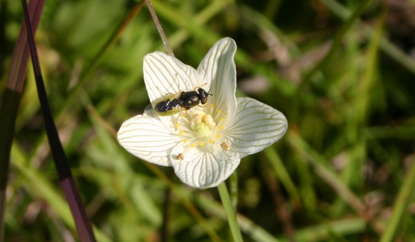Photo of a soldier fly on a Grass-of-Parnassus flower head.