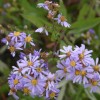 Photo of a Smooth Aster plant.