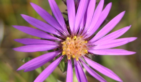 Photo of a Western Silvery Aster plant.