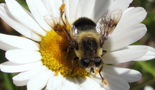 Photo of a flower fly on an aster flower head.