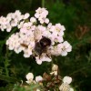 Photo of a parasitic fly on yarrow flower heads.