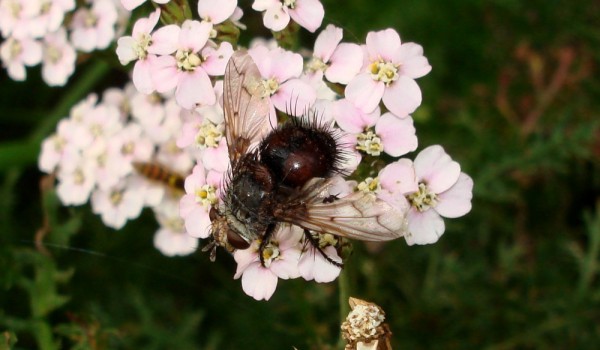 Photo of a parasitic fly on yarrow flower heads.