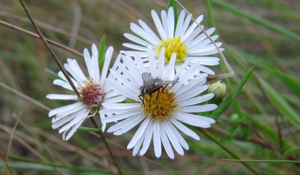 Photo of a parasitic fly on Northern Aster flower heads.