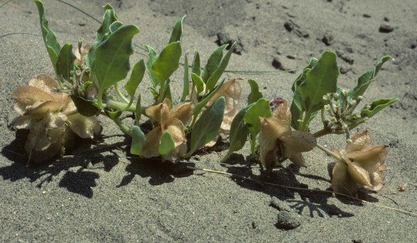 Photo of a Sand Verbena plant.