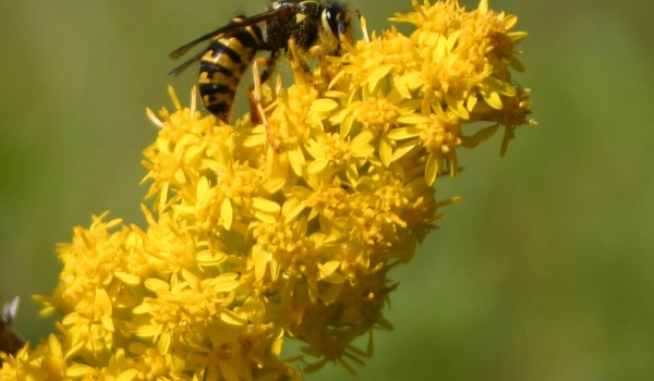 Photo of a yellowjacket wasp on Showy Goldenrod flower heads.