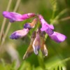 Photo of an American Vetch  plant.